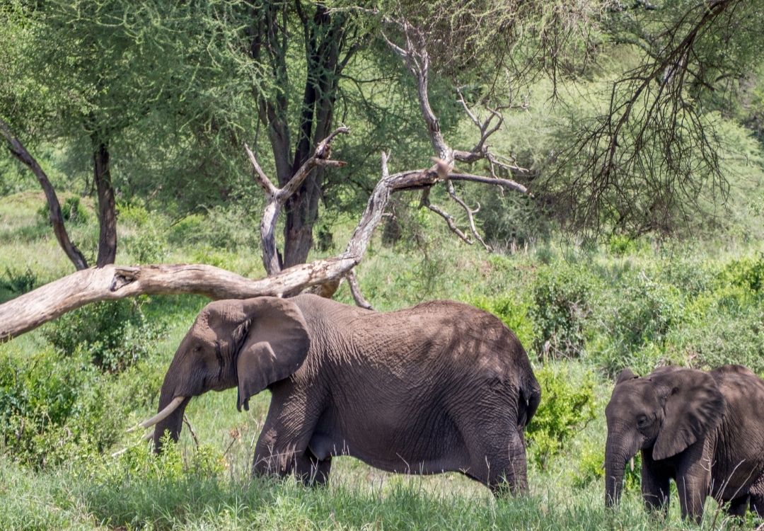 Tarangire National Park Day Trip