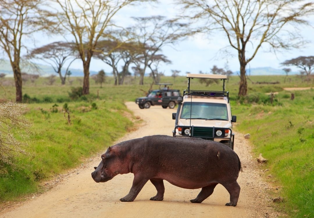 Home serengeti safari co