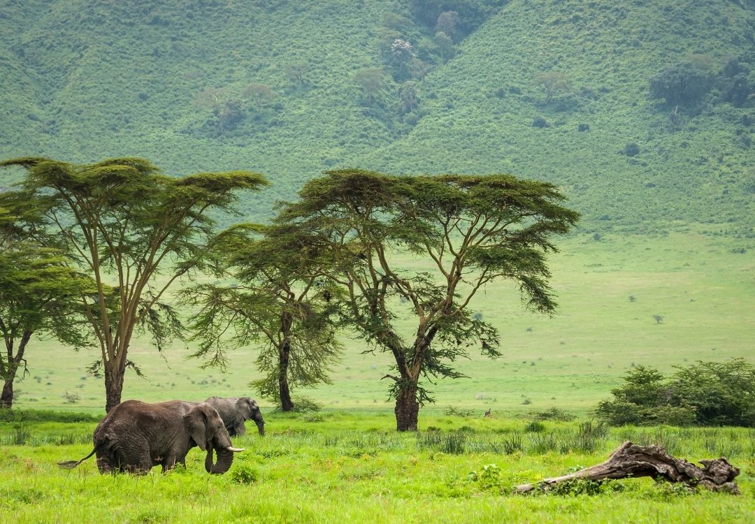 Home serengeti safari co(1)