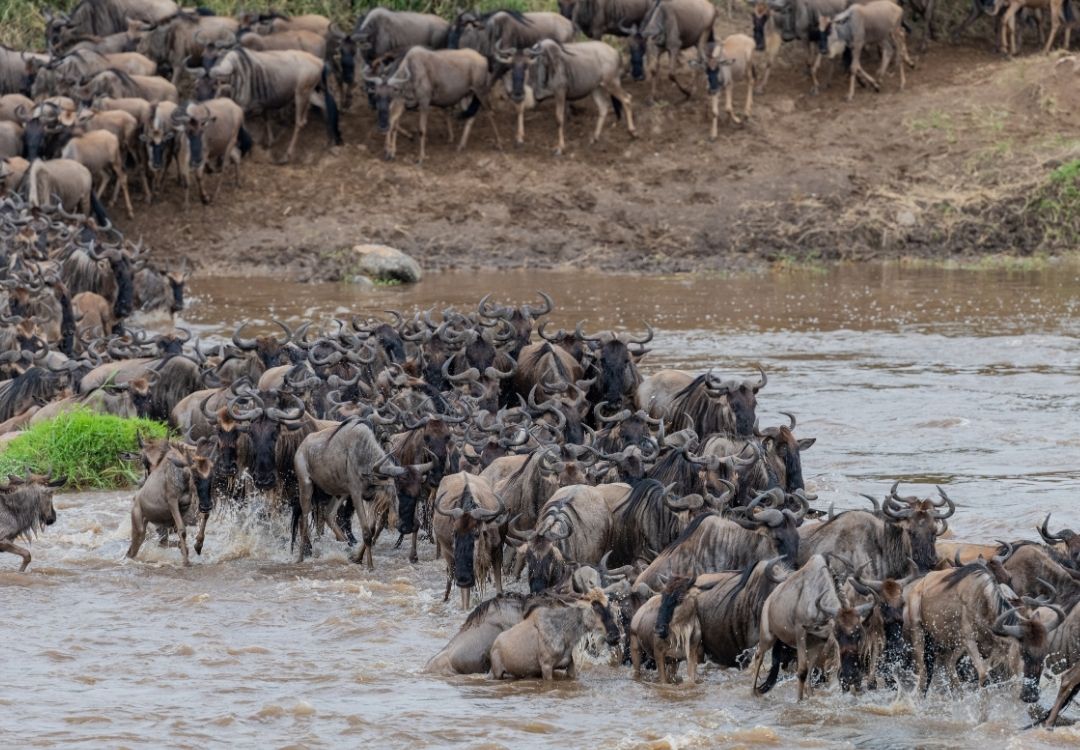 Tanzania Safaris serengeti safari co(11)
