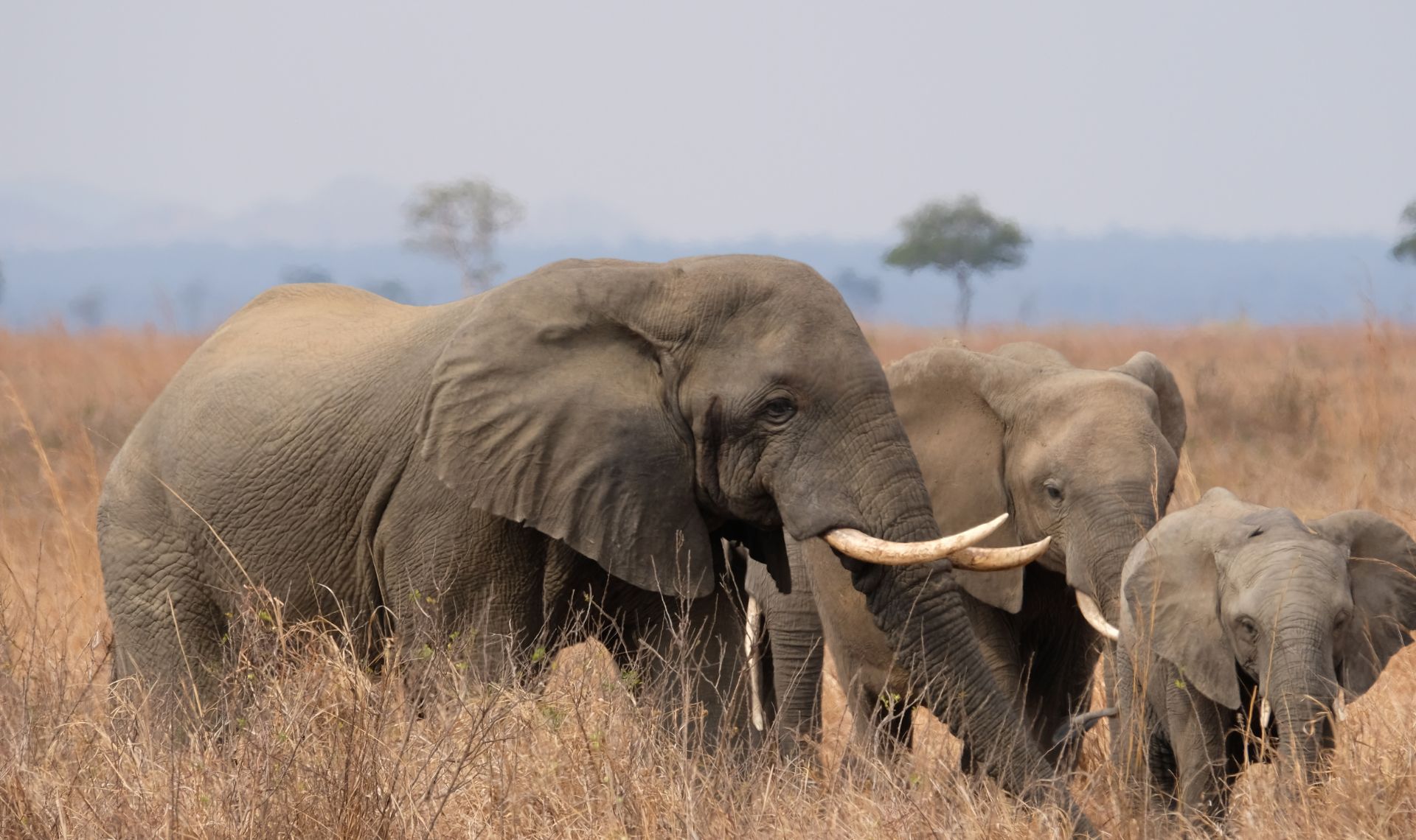 Mikumi Day Trip from Zanzibar by flight