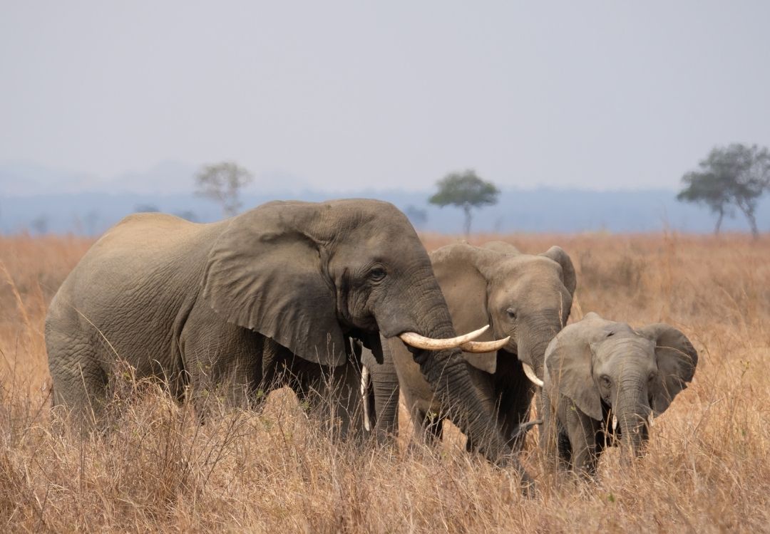serengeti safari co(111)