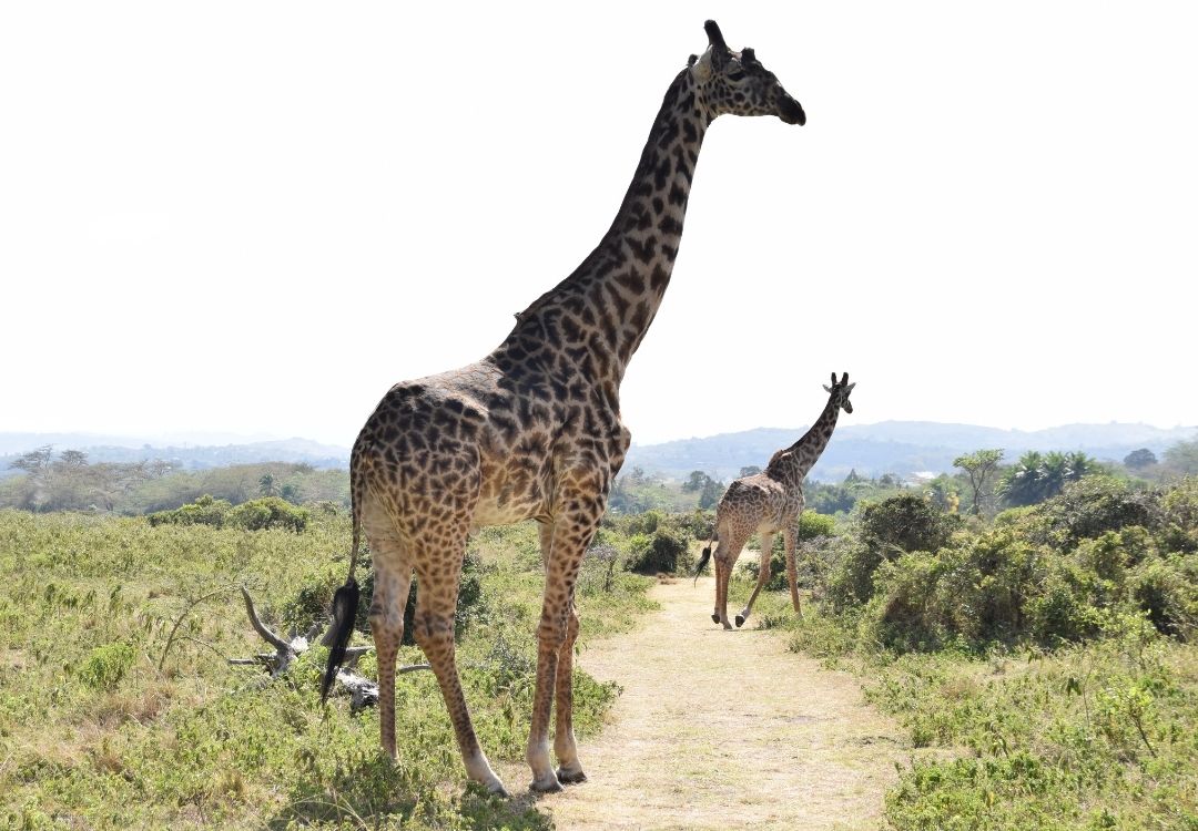 Arusha National Park Day Trip (from Arusha)