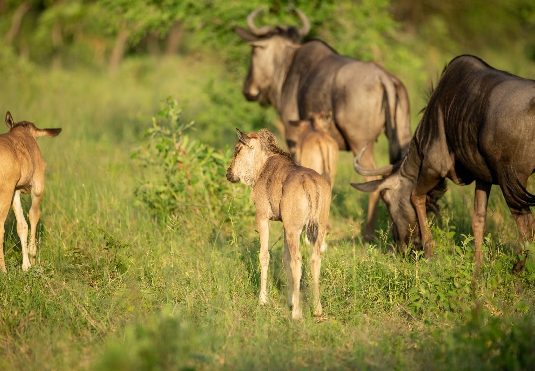 Tanzania Safaris serengeti safari co(12)