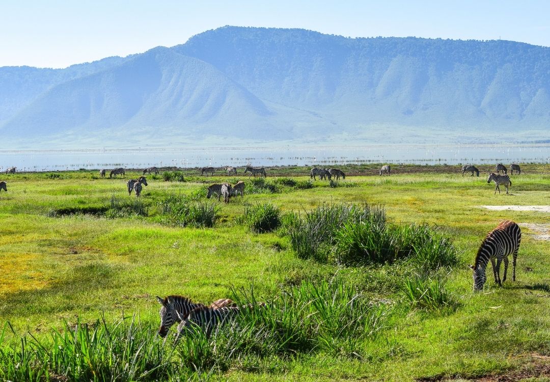 Tanzania Safaris serengeti safari co(13)