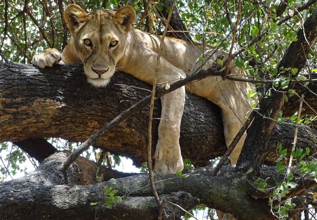 Tanzania Safaris serengeti safari co(14)