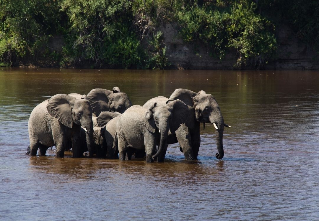 Tanzania Safaris serengeti safari co(19)