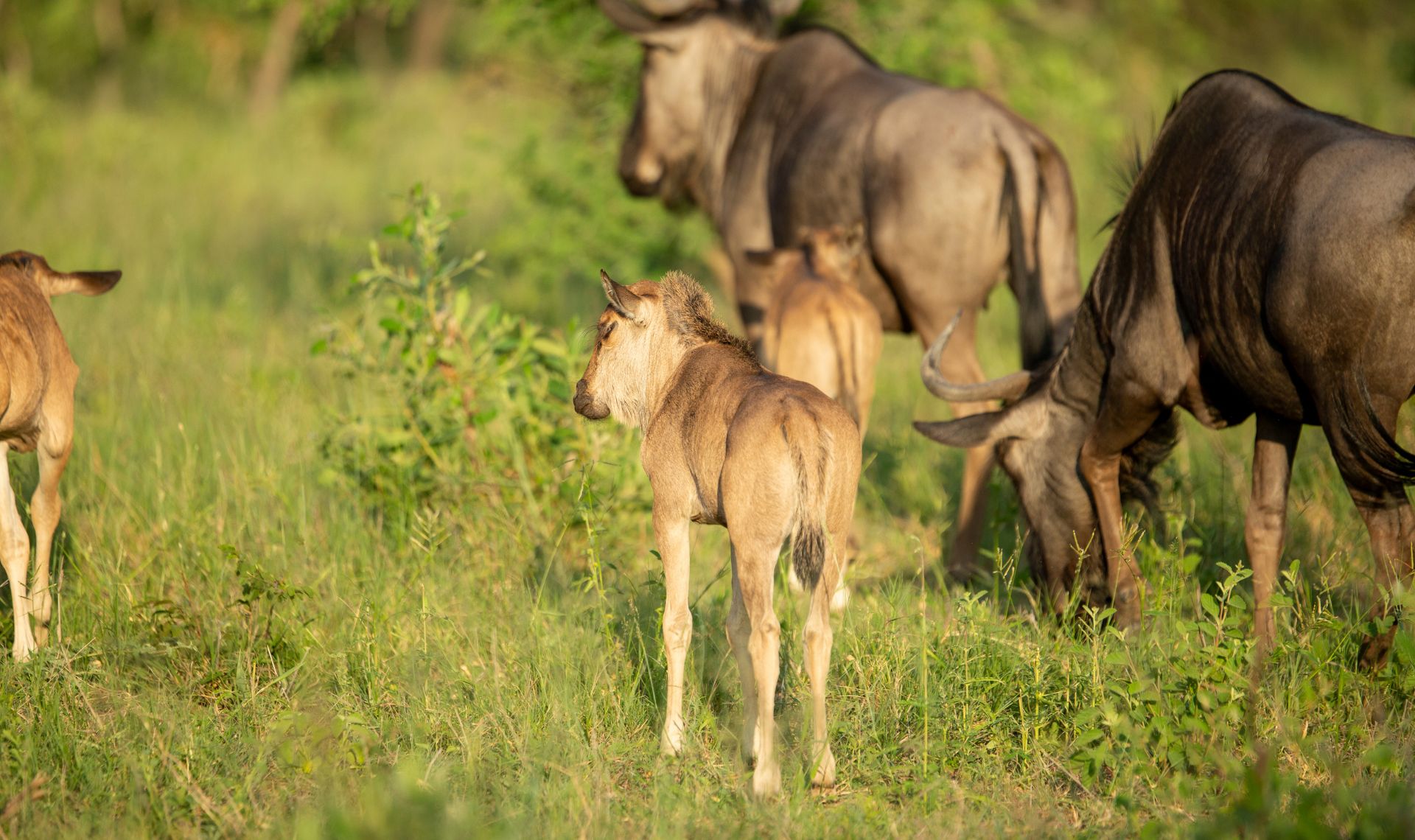 7-Day Ndutu Calving Season (Dec–Mar)