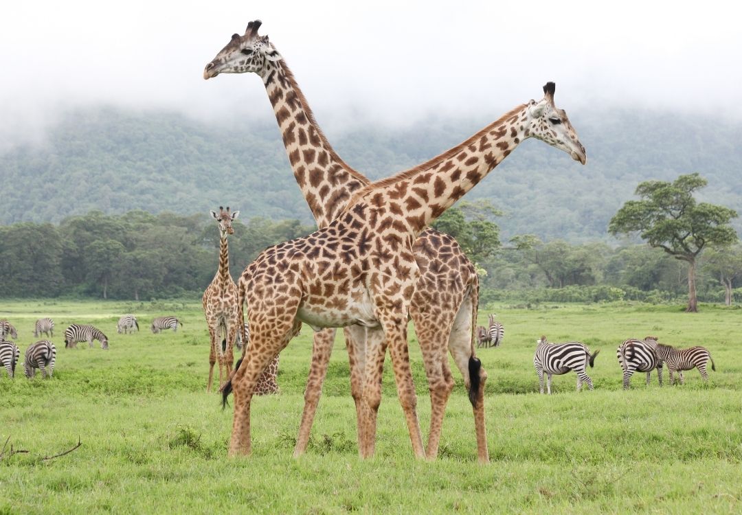 Home serengeti safari co(9)