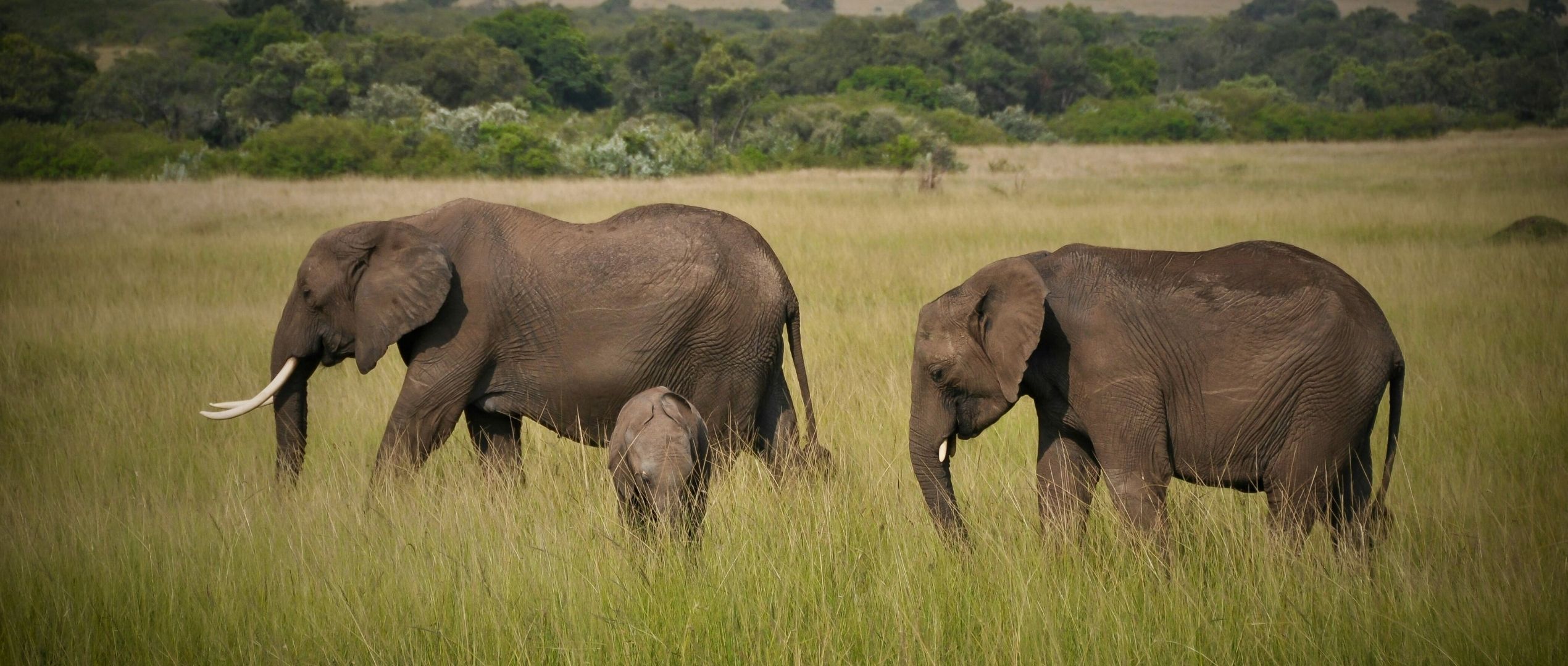 Serengeti Safaris Elephant