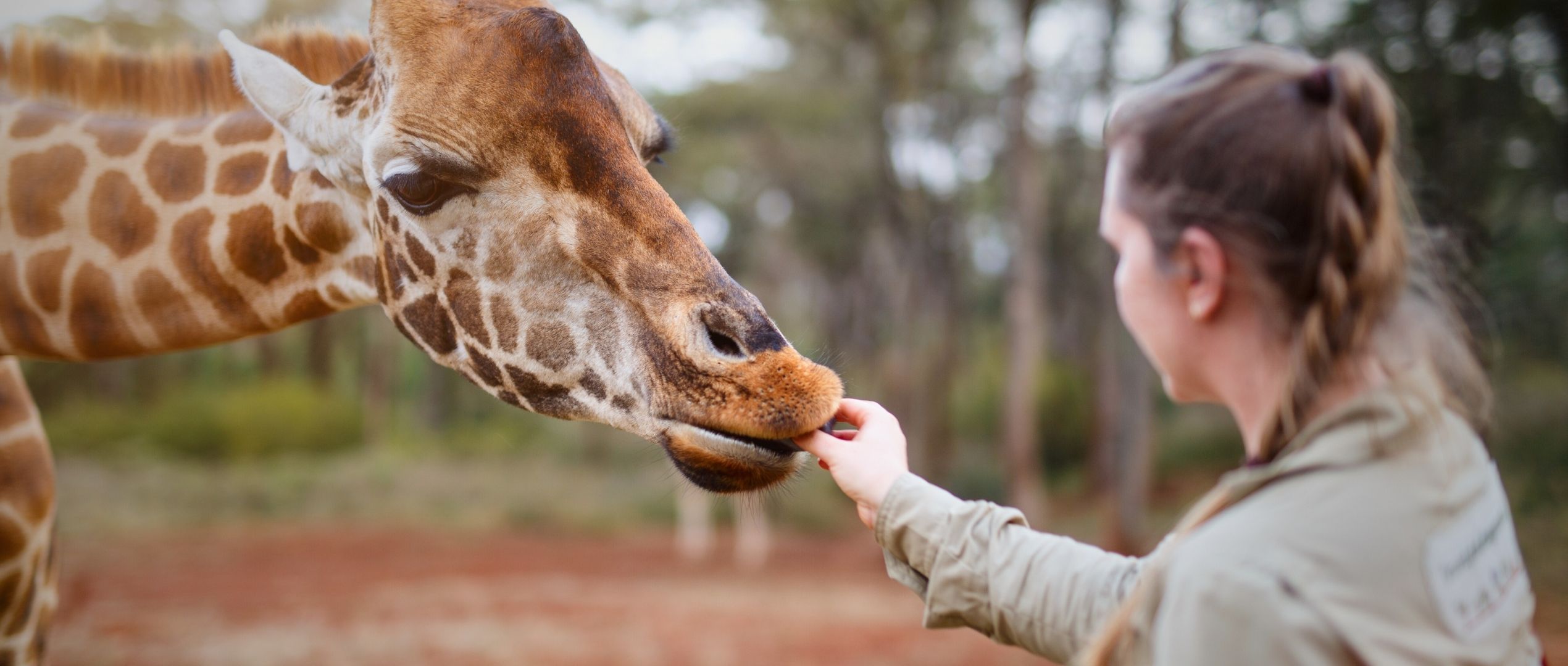Serengeti Safaris Giraffe